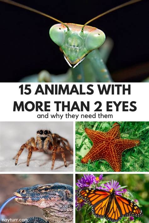 animals with odd number of eyes|15 Animals With Multiple Eyes .